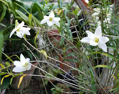 Dendrobium auriculatum care and culture