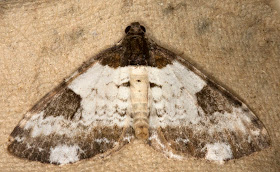 Pretty Chalk Carpet, Melanthia procellata.  A Geometer.  Gill Peachey's moth trap at Farthing Downs, 31 August 2011.