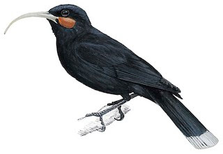 extinct birds