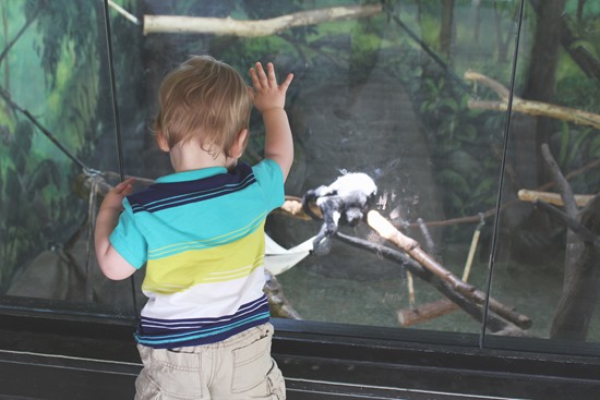 20130814 hogle zoo (59) edit