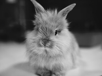 Lovely Bunny Normal Desktop Backgrounds,Stills,Wallpapers