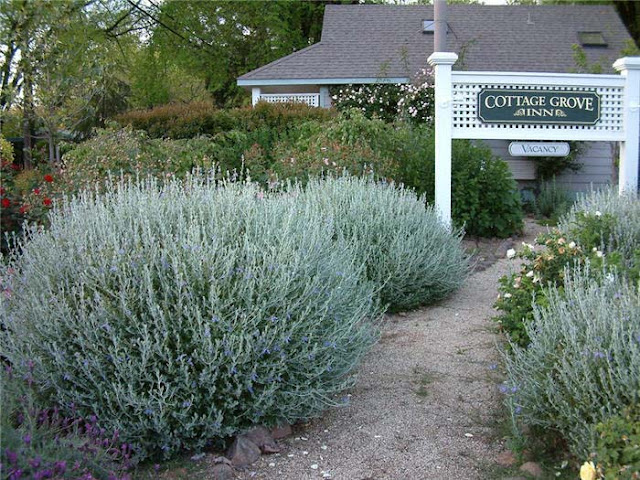 Teucrium fruticans