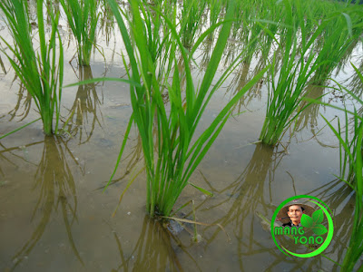 Pengairan Sesuai Umur Tanaman Padi Sawah