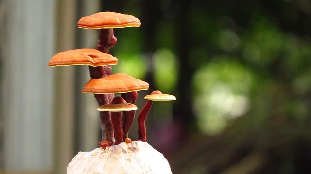 تعرق على الفوائد الطبية للفطر الريشي - GANODERMA