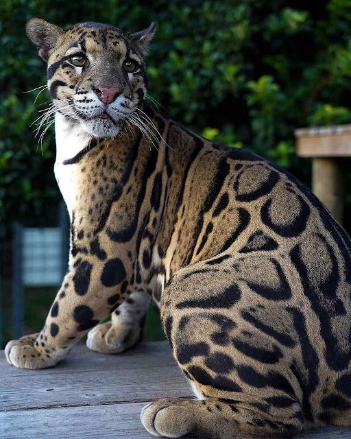 Leopardo nebuloso