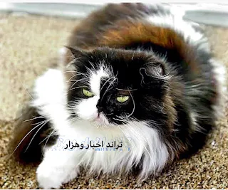 Types of Himalayan cats and their features, t  4_قطط الهيمالايا باللون الأحمر . raits and rare colors.