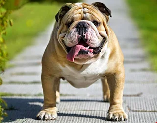 Chó Bulldog