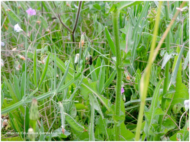 Entre la vegetación de la pradera - Chacra Educativa Santa Lucía