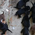 MILITAR DE LA DNCD MATA PERRA PARIDA DE OCHO CACHORRITOS, QUIENES QUEDARON EN LA ORFANDAD
