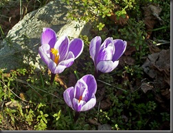 Krokusy 04