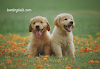 Small Pets, Big Love: A Cozy Journey Together