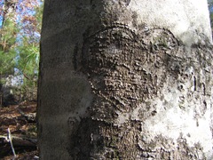 Heart healing over on our old oak tree