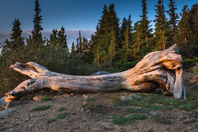 Bristlecone Pines on Mount Evans