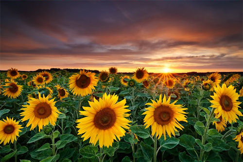 Nenas lindas, fantasía, girasoles y paisajes