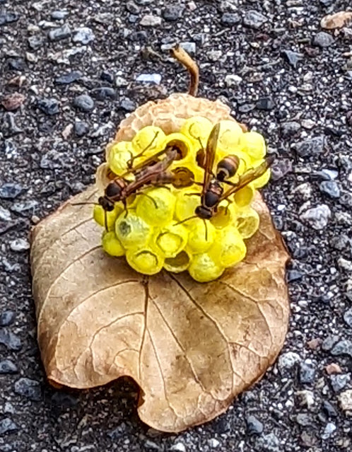 黄色い蜂の巣