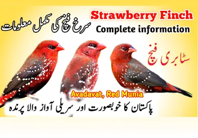 Strawberry finch