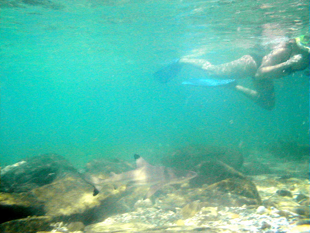 Shark watch snorkeling on Long Beach, Koh Phi Phi