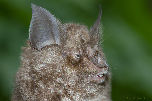 Murciélago de herradura grande  (Rhinolophus ferrumequinum)