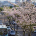 Avenida Djalma Batista encanta com florescimento de ypês 