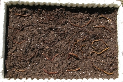 blackberry root cuttings placed in container