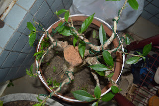 Mudas de baobá para bonsai - Bonsai de baobá - venda de mudas de baobá em Recife.