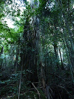 Jungle Time !!