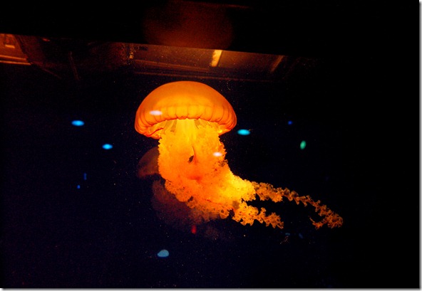 jellyfish-1