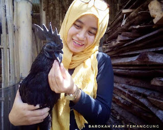 Harga ayam Cemani