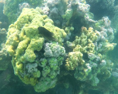 A ameaça do branqueamento: pesquisadores da Ufal monitoram os recifes de corais em Alagoas