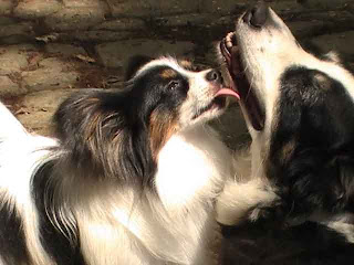 Funny Papillon Dog New Images