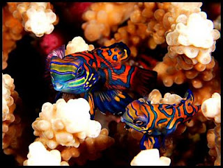 Mandarin Fish