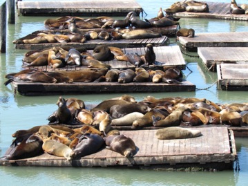 SeaLions-20-2012-04-5-20-05.jpg