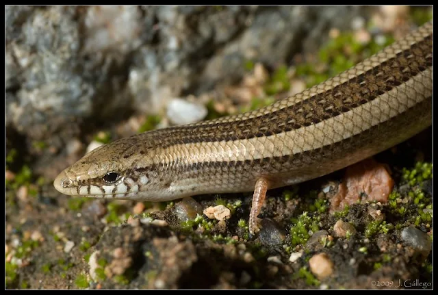 Chalcides mionecton