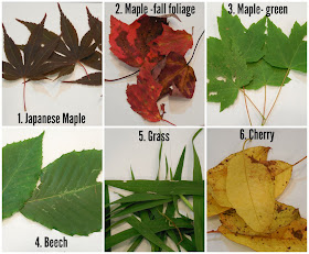 Hidden Colors in a Leaf Pigment Science Experiment