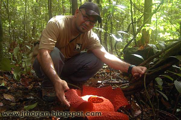 Sarawak Rafflesia Flower Photo