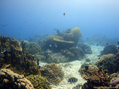 Reefscape, Close Encounters, Pemuteran, NW Bali, Sea Rovers Dive Centre