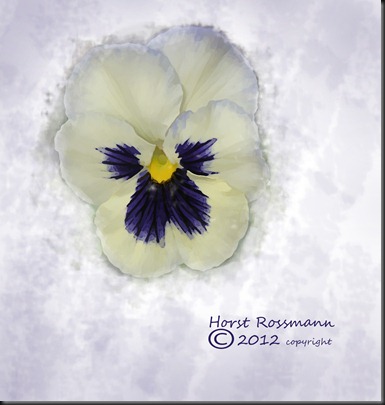 Pansy on White copy