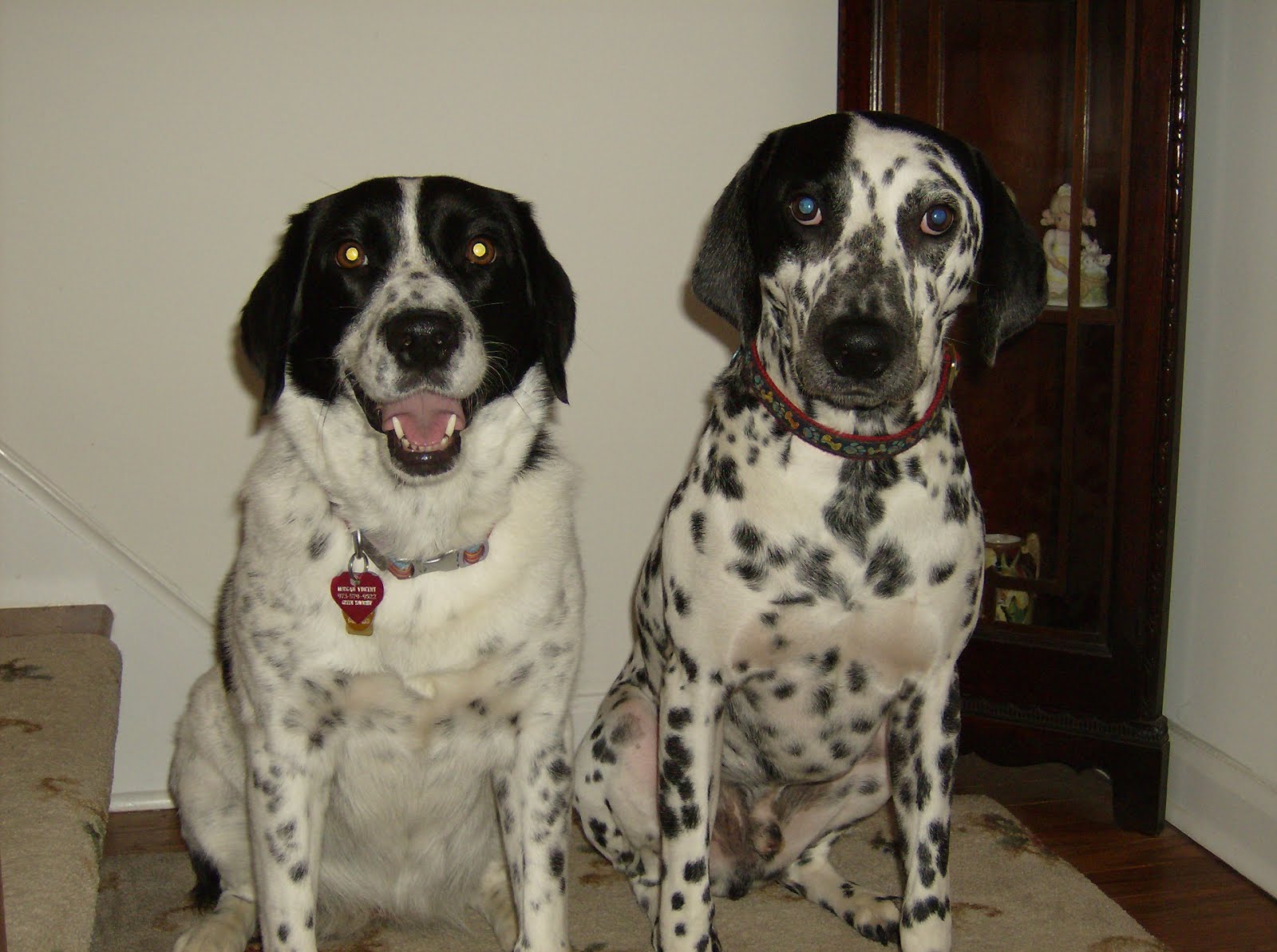 Our Pack - Morgan and Dusty