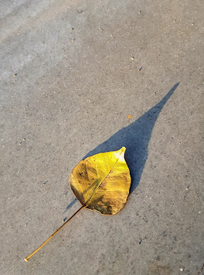 A Minimalist Photo of a yellow leaf and its long shadow shot by Samsung Galaxy S6 Smart Phone