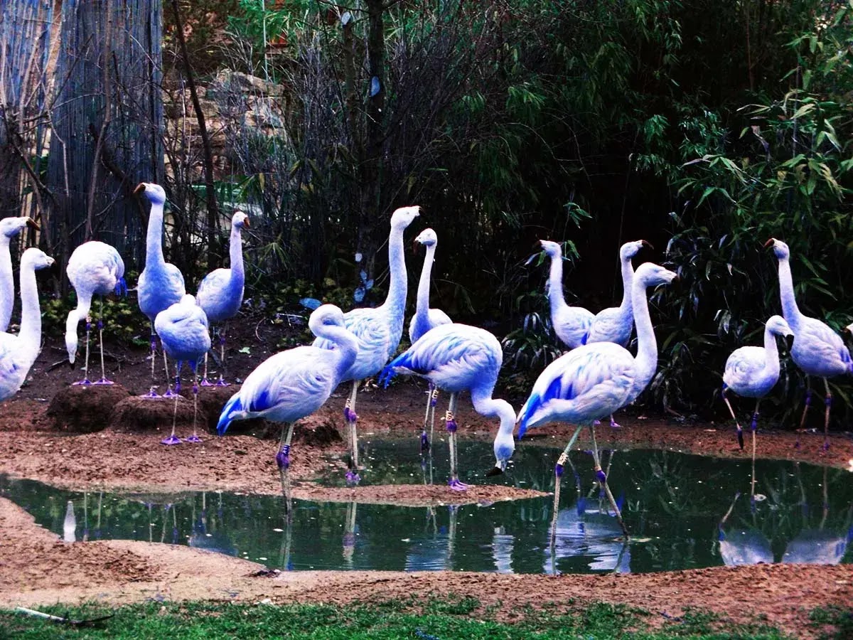 Blue Flamingos Flamingos
