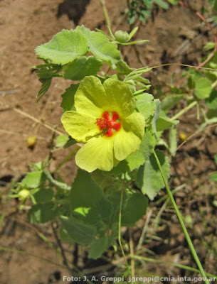 Malva (Pavonia argentina)