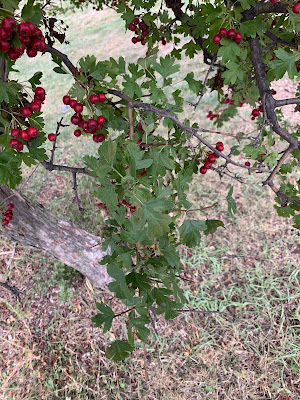 downy hawthorn 茸毛山楂树果子和叶子