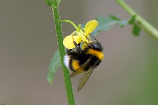 abejorro-zapador-bombus-terrestris-