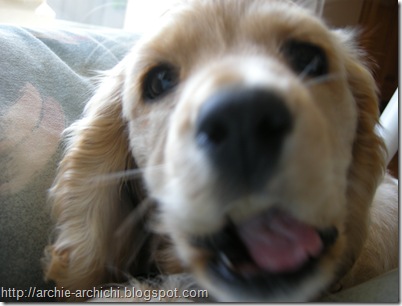 Puppy!Q 276