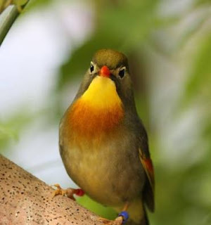 Pekin Robin : Care and behaviour 