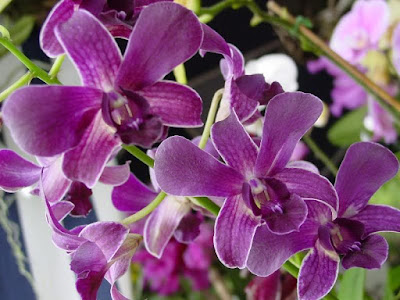 Dendrobium orchid