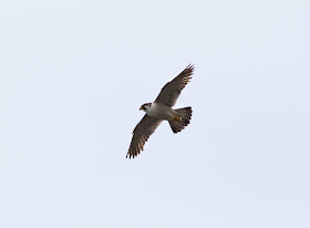 Barbary Falcon - Charco Verde, Tenerife