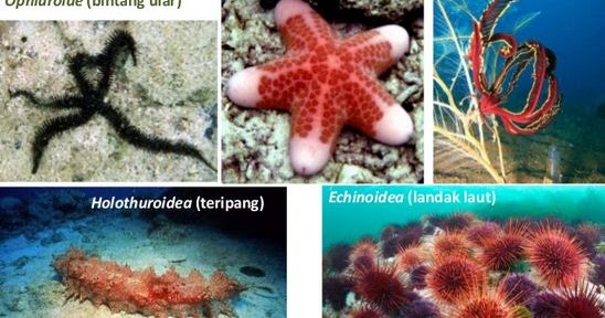 Macam-macam Contoh Klasifikasi Hewan Invertebrata (Hewan 