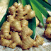 Budidaya Jahe ( Zingiber Officinale )