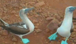 Funny animal gifs - part 76 (10 gifs), blue footed boobies gif